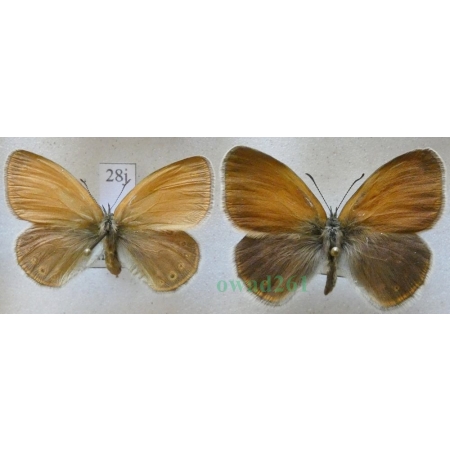 Coenonympha glycerion (Borkhausen, 1788) pair Strzępotek glicerion Czech28j